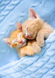 Sleeping Kittens - Microfibre Cloth - Tea Towel