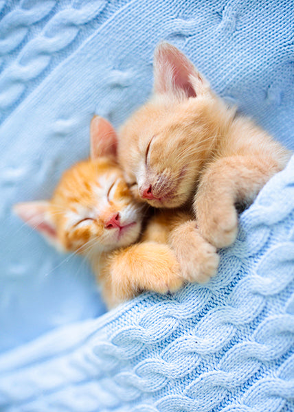 Sleeping Kittens - Microfibre Cloth - Tea Towel