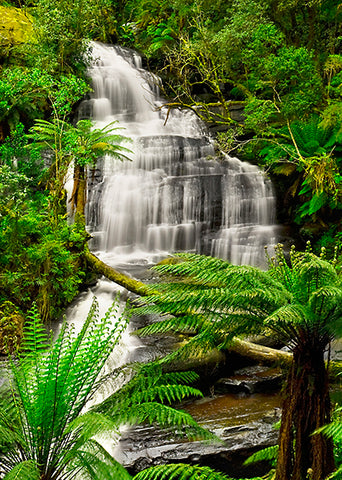 Rainforest - Microfibre Cloth - Tea Towel